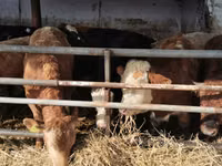 Bydło (partia, płeć nieokreślona), Simmental cattle — zdjęcie 6
