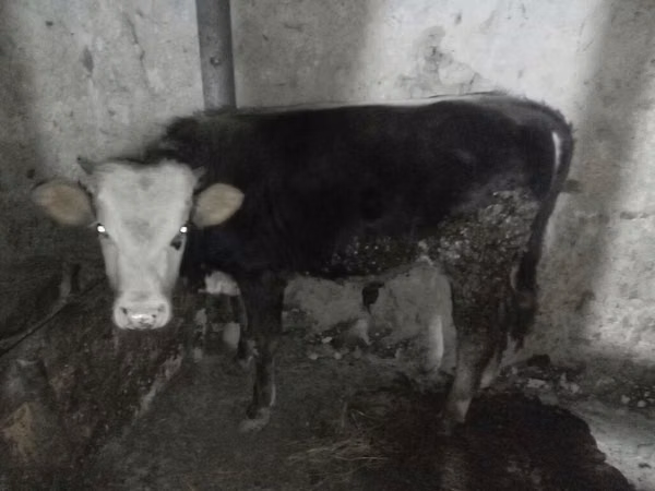 Touro, Russian Black pied cattle