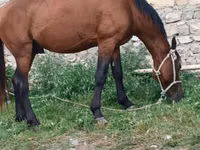 Koń, Konie — zdjęcie 2