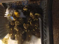 Ducks — foto 2