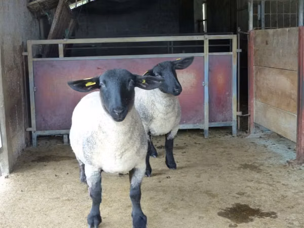 Qoyun, White Suffolk sheep