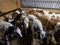 Taureau, Simmental cattle — photo 1