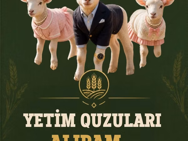 Sheep (batch, sex not specified), Sheep