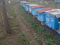 Arı ailəsi və komplekt pətəklər satılır Bakfast və yerli Qafqaz sortu — foto 3