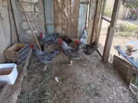 Chickens — Foto 4
