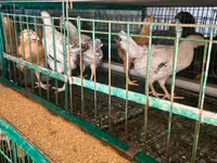 Chickens — foto 5