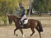 Kobyła, Hungarian horse breed — zdjęcie 1