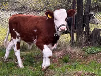 Byk, Simmental cattle — zdjęcie 4
