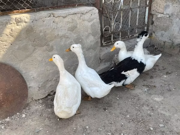 Nemis Pekin