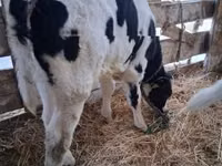 காளை, Russian Black pied cattle — புகைப்படம் 2