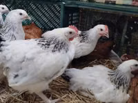Chickens — புகைப்படம் 4
