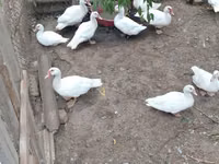 Ducks — photo 1