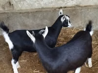 Echki, Alpine goat — 8-rasm