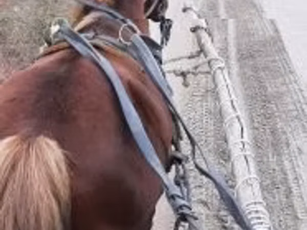 雄馬, 馬