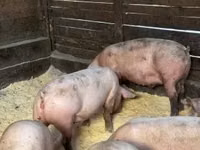Sow, Pigs — photo 6