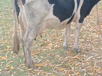 雌牛, Russian Black pied cattle — 写真 1