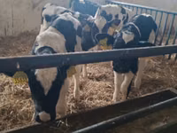 Boğa, Russian Black pied cattle — foto 4