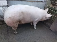 Sow, Pigs — photo 2