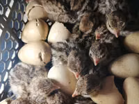 Перепела — фото 2