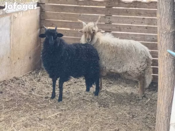 Bélier, Racka sheep