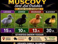 Domestic Muscovy — ფოტო 1