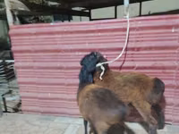 绵羊（批次，未指定性别）, Sheep — 照片 2