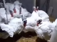 Chickens — foto 5