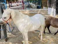 馬（ロット、性別未指定）, Australian Pony — 写真 4