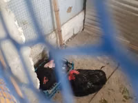 Chickens — foto 2