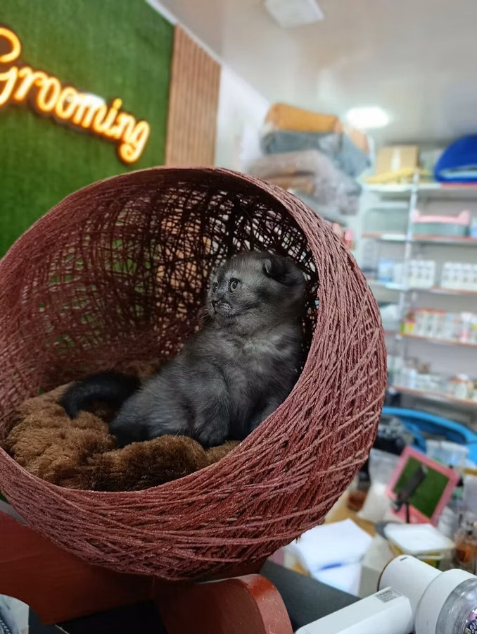 Rahat pişik beşiyi – sferik asma yataq - Material: toxunmuş iplə