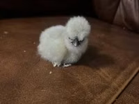爪哇黑鸡 — 照片 6