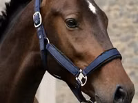 Aygʻir, Karachay horse — 2-rasm