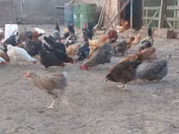 Chickens — Foto 6