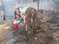 İnek, Simmental cattle — foto 4