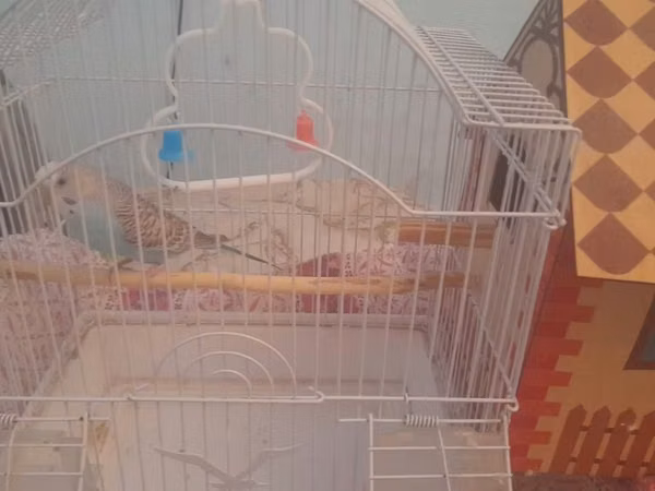 Dalmatin rəng çaları olan, açıq mavi-qəhvəyi naxışlı dalğalı papağan