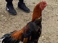 Gallinas Shamo — foto 4