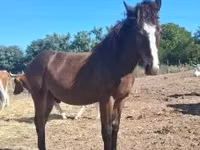 Caballo, Caballos — foto 2