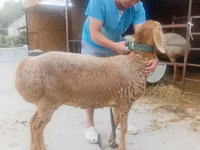 Qoyun, Arashan sheep — foto 2