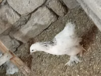 Brahma — foto 7