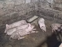 Թարմ միս, խոզի միս — foto 2