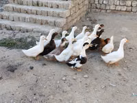Ducks — foto 1
