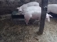 Cerda — foto 4