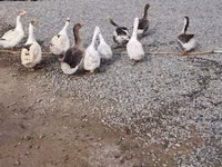Geese — foto 1