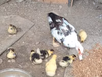 Ducks — 写真 2