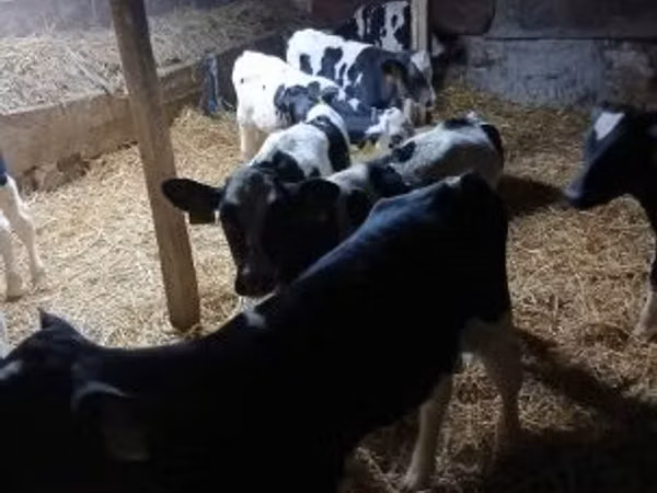 雄牛, Russian Black pied cattle