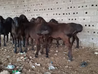 Bélier, Hissar sheep — photo 3