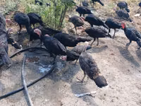 Guinea fowl — الصورة 1