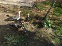 Ducks — zdjęcie 3