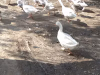 Ducks — फ़ोटो 2