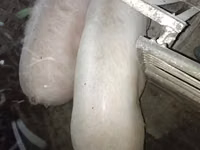 Sow, Pigs — photo 3